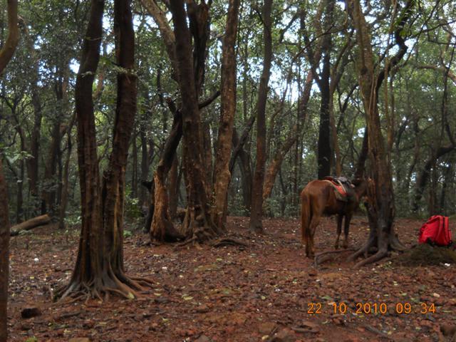 Horse Parked at Matheran Hills