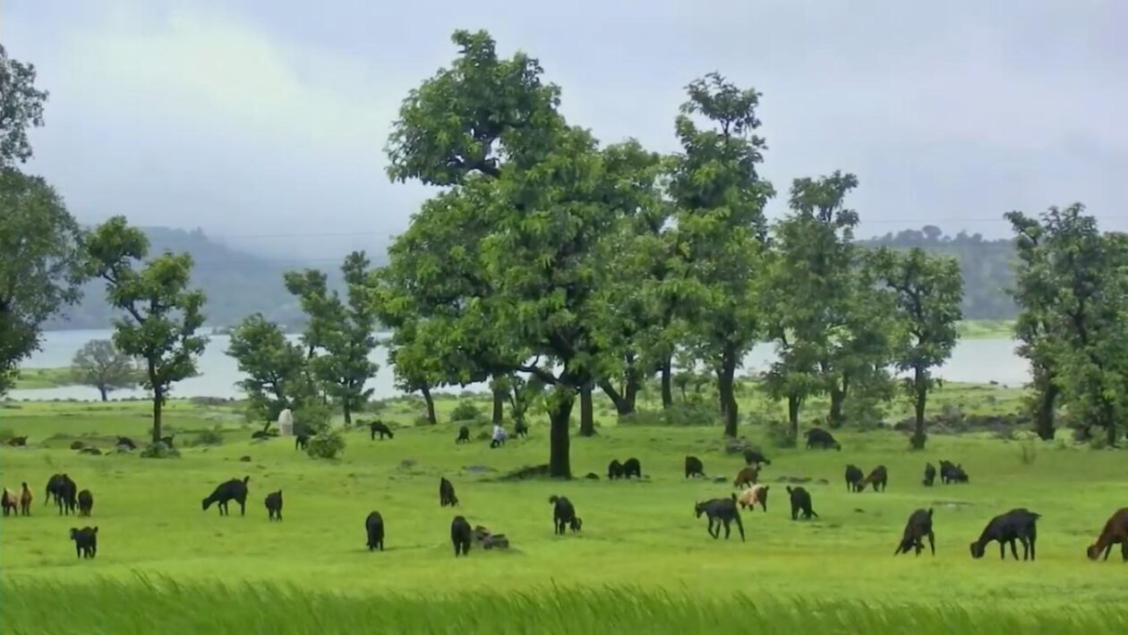 Bhandardara Cattle Grazing