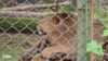 Borivali National Park Caged Lion