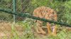 Borivali National Park Caged Tiger